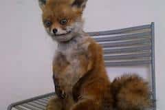 Упоротый лис едет в Санкт-Петербург