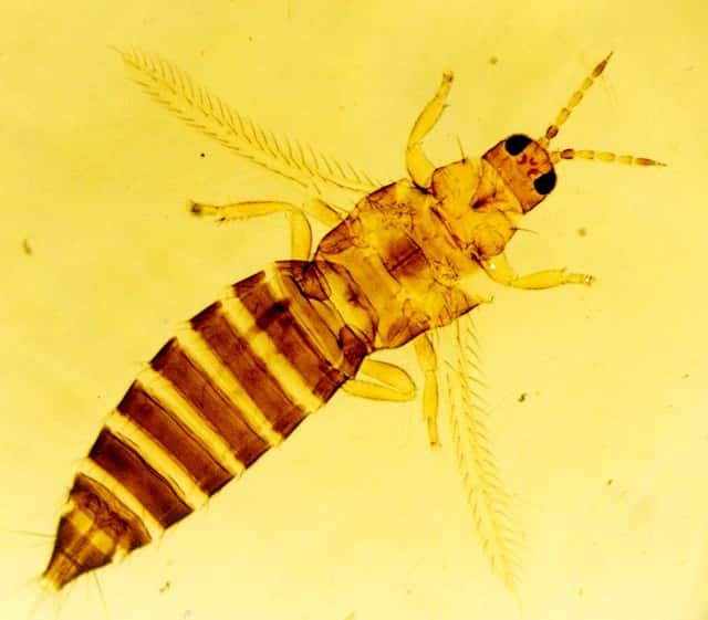 В Свердловской области сожгут зараженные цветы