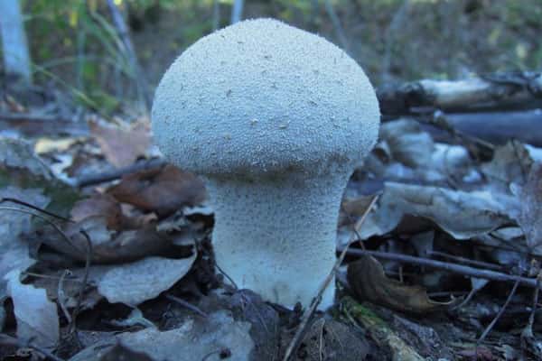 Житель Челябинской области нашёл и съел дождевик весом 3,3 килограмма