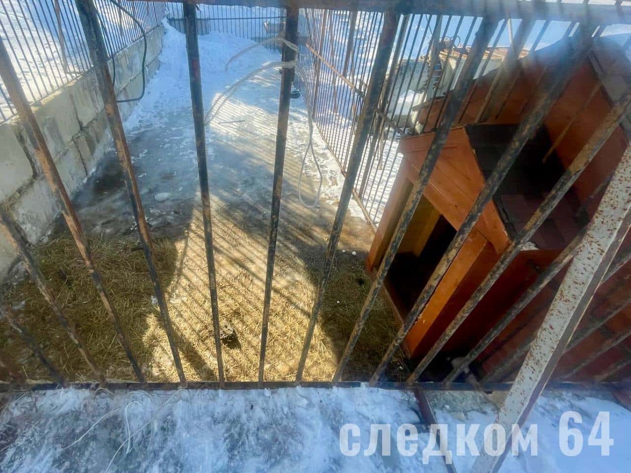 В Саратове лев искусал девочку 