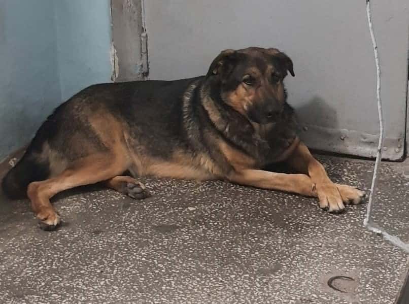 В Тюмени жильцы многогэтажки встали на защиту собаки от службы отлова 