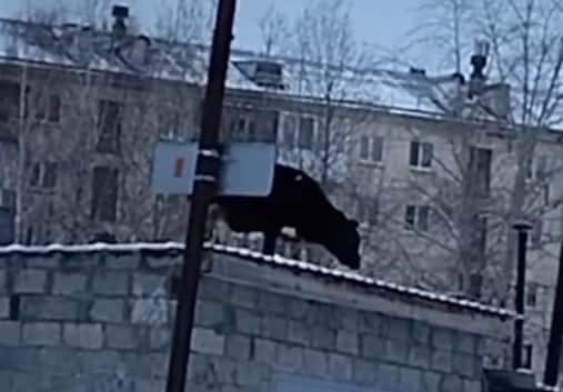 В Североуральске корова залезла на крышу гаража 
