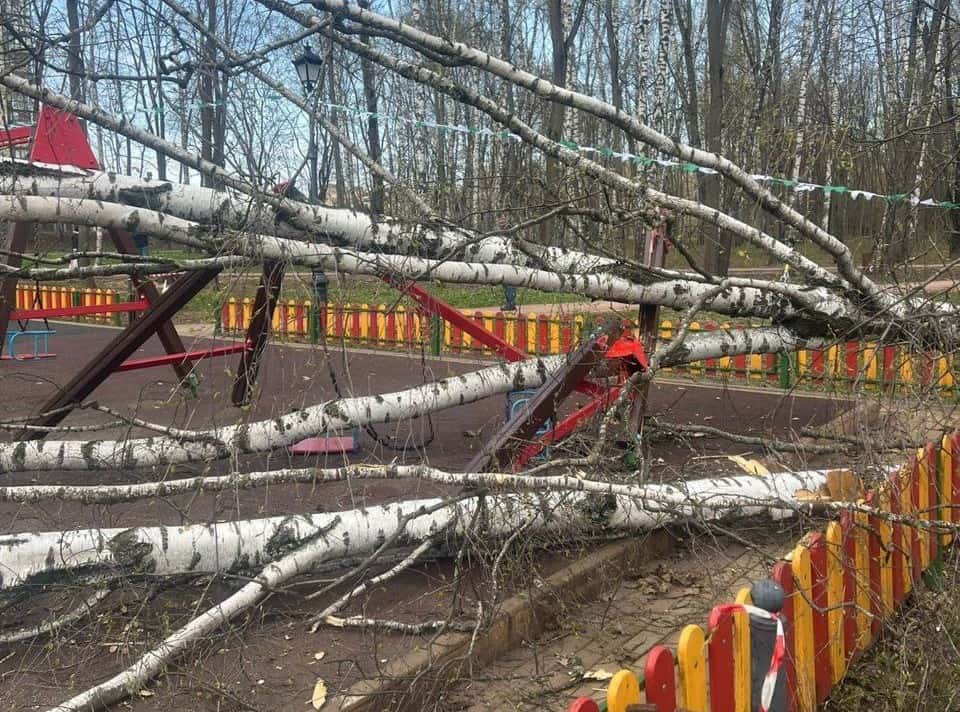 В Московской области двухлетняя девочка пострадала при падении дерева 