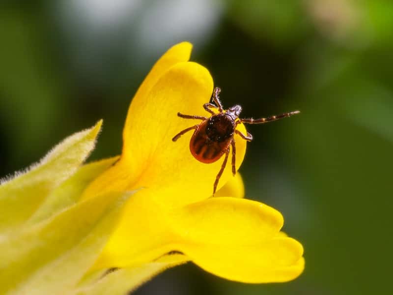 От клещей пострадали уже 18 600 свердловчан