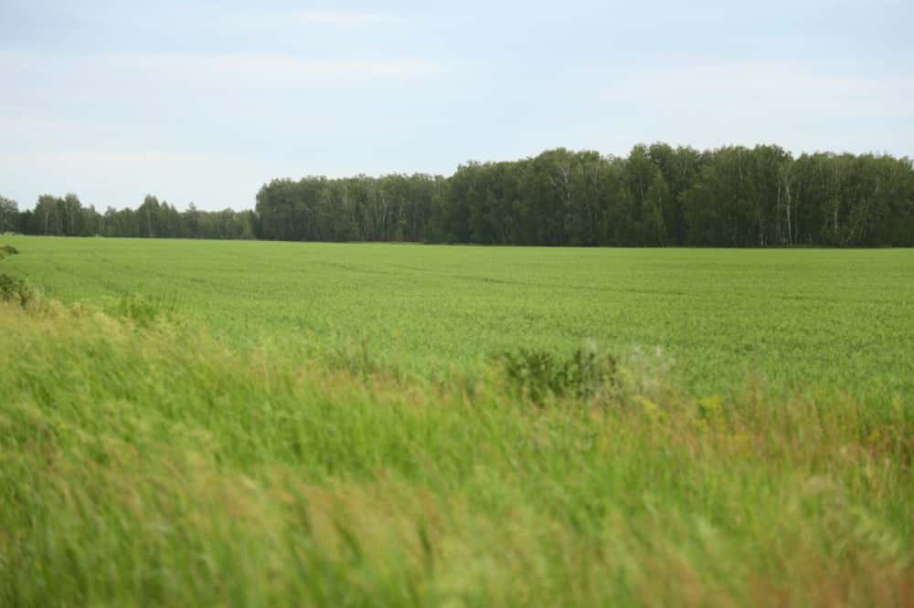 Глава Зауралья объявил об окончании посевной