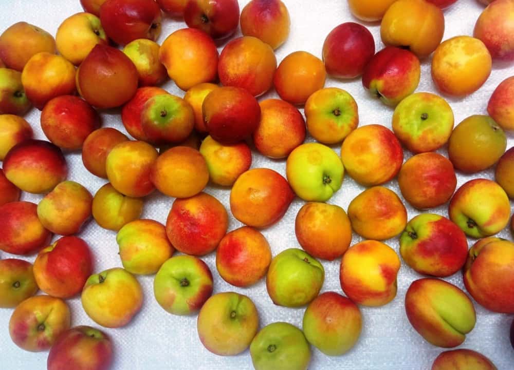 В Свердловской области изъяли 20 тонн заражённых нектаринов 