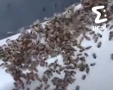 Жителей Югры атаковали мошки и комары 