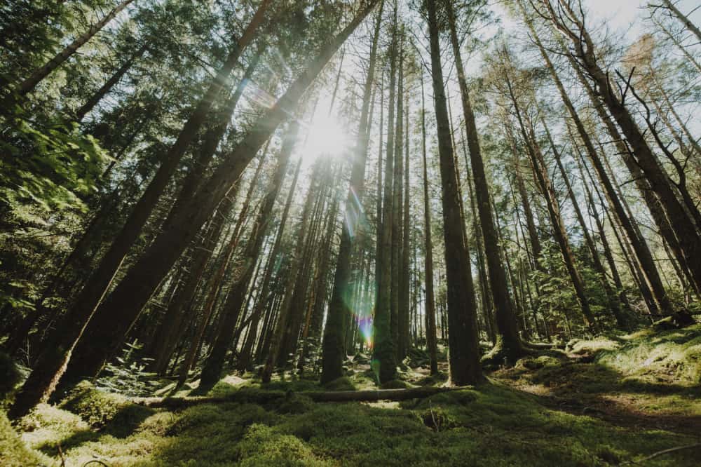 На Урале мигранта осудили за попытку вывезти лес в Узбекистан