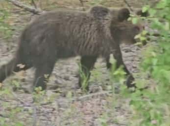 Глава уральского района повстречал медведя на дороге