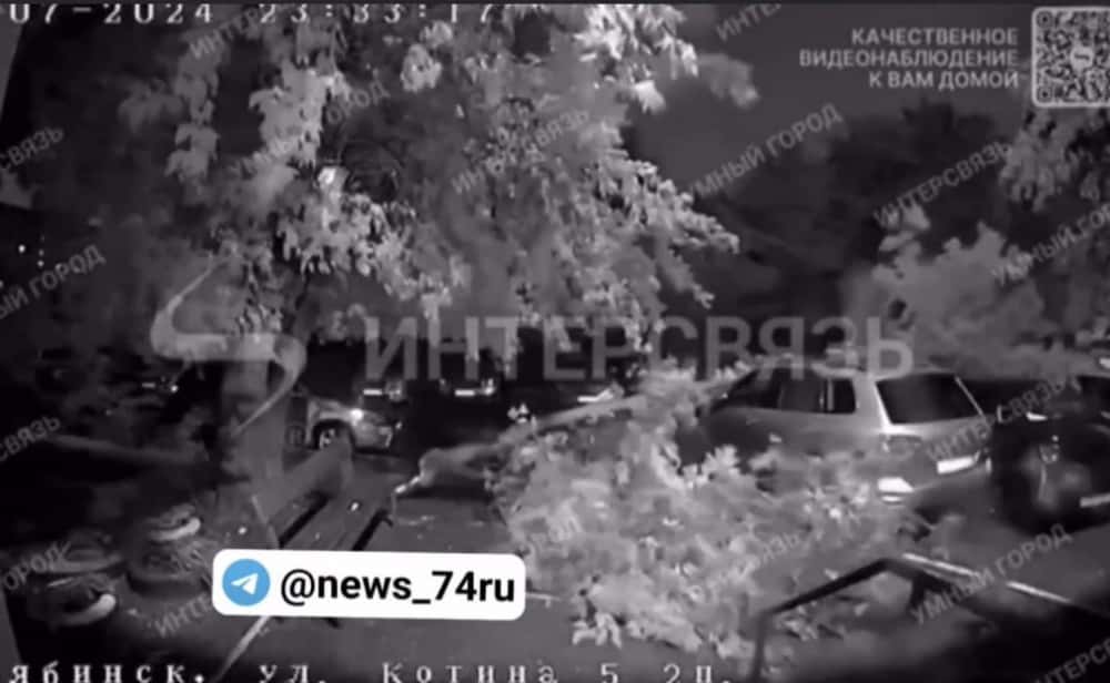 Челябинцы едва не оказались под упавшим деревом