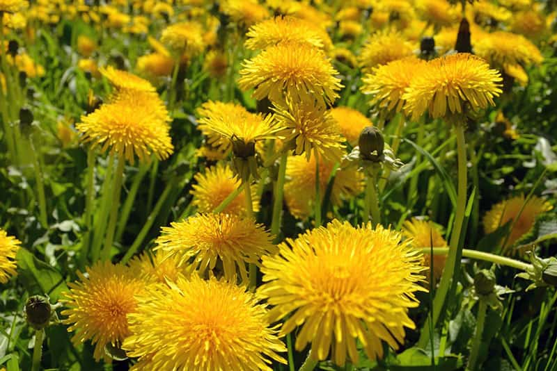 "Подарок" ко Дню знаний - цветы любимому учителю подорожают