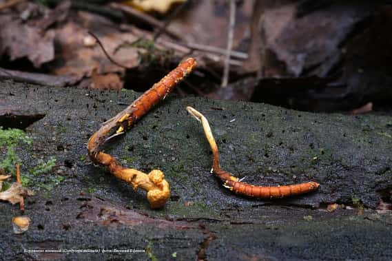 Дороже золота — уралец нашёл в лесу уникальный целебный гриб