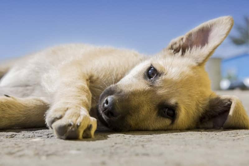 Стая собак в Каменске-Уральском два года кошмарит жителей