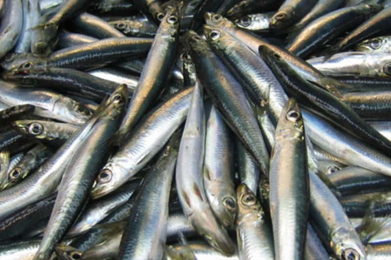 Любите вяленую рыбу? Диетолог предупреждает об опасности такого блюда 