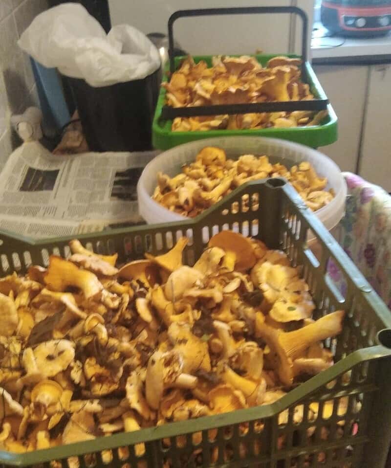 В лесах на Урале продолжают собирать грибы 