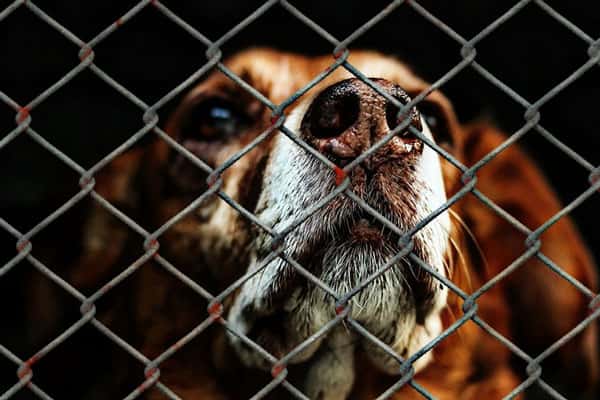 Бойцовская собака напала в Екатеринбурге на семью и покусала женщину 