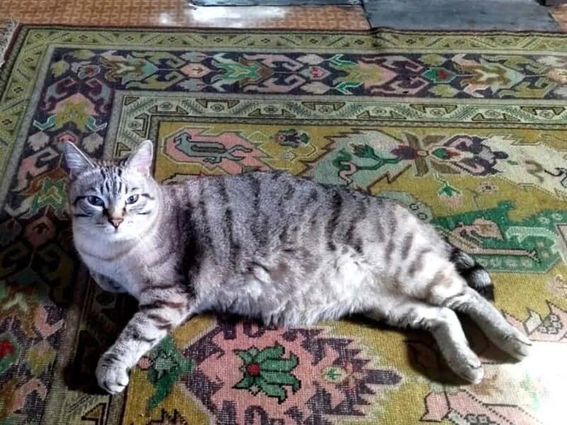 Кот-принц за полмиллиона: свердловчанка продаёт питомца королевских кровей
