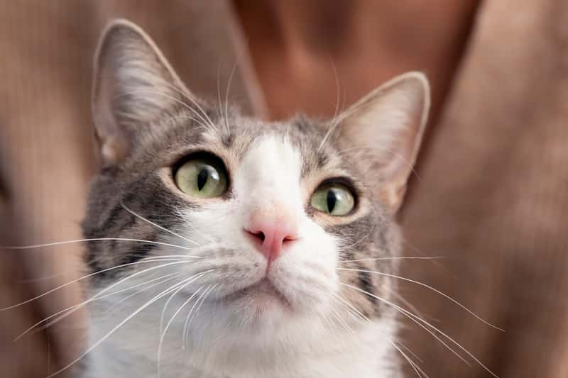 Нужно ли играть с кошкой? Публикуем ответ специалиста 