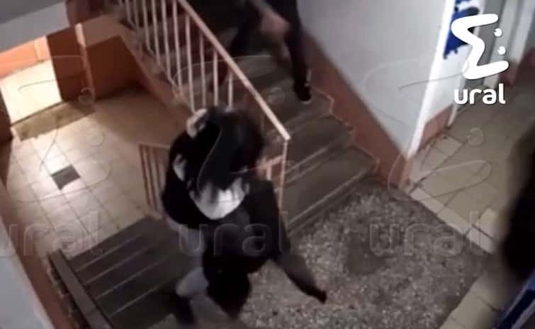 В Магнитогорске кошку с силой швырнули об стену 