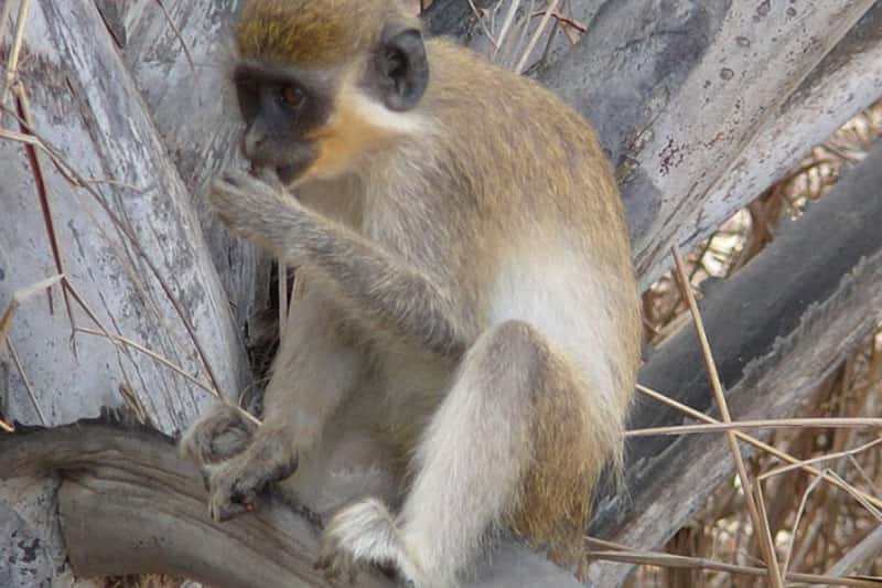 На Кубани из плена освободили обезьян и сов 