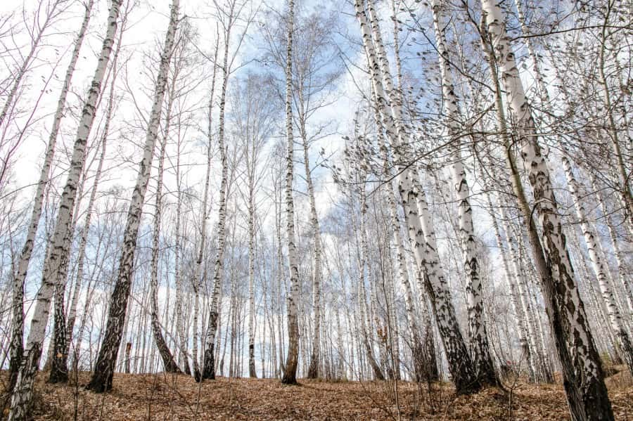 Концепцию благоустройства парка в Краснолесье утвердили в Екатеринбурге 