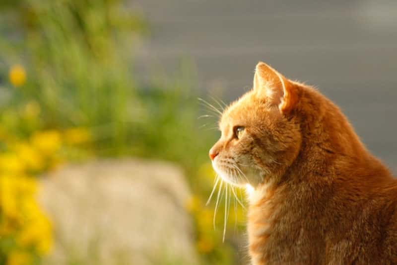 В Свердловской области мужчина убил двух кошек 