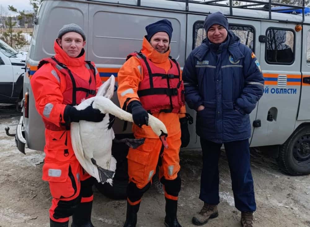 Сломал крыло — челябинские спасатели спасли лебедя на пруду 