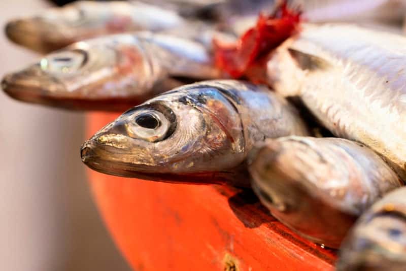 В России падают цены на красную икру 