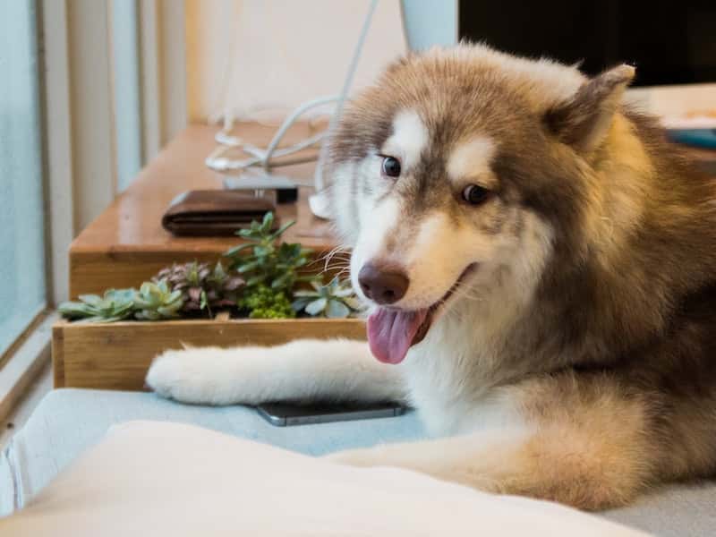 Первый на Урале межмуниципальный приют для бездомных животных открыт на Урале 