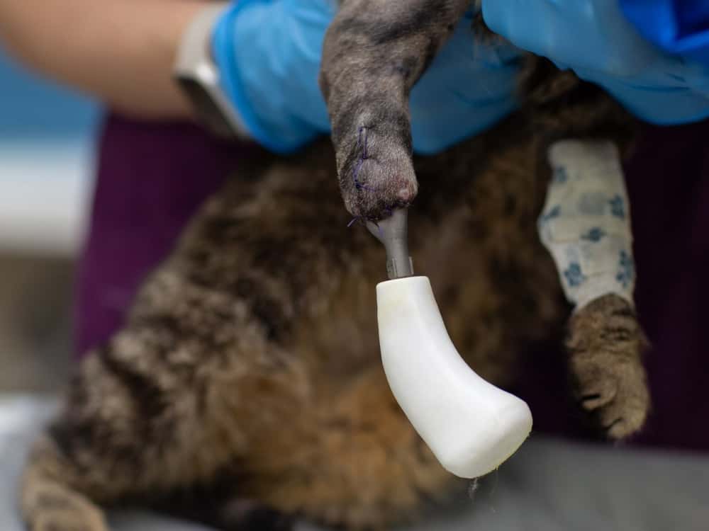 Бездомная кошка из Перми обрела титановый протез вместо утерянной лапки