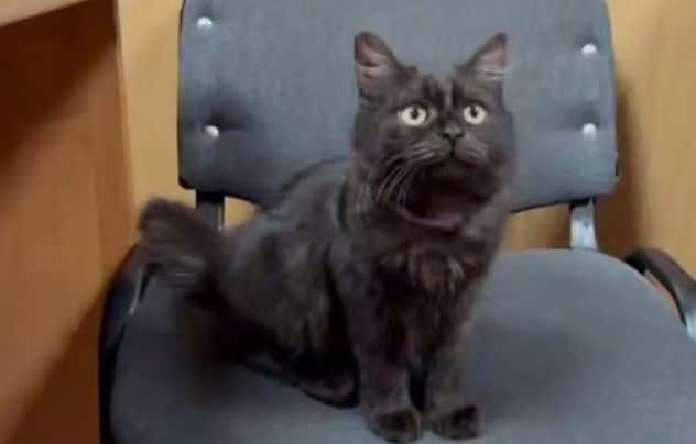 Собаки, кошки, черепахи — в МЧС России служат более 300 животных 