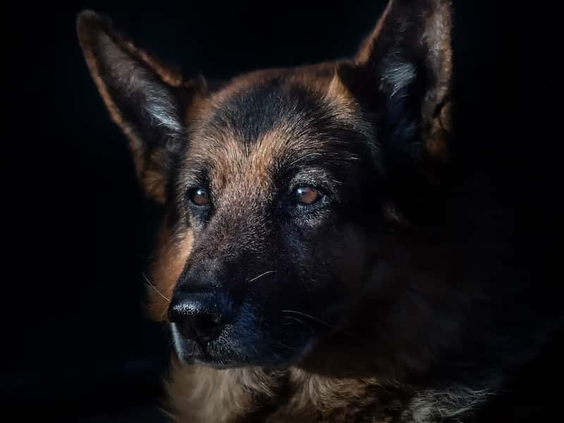 В Челябинске собаки разорвали кошку 