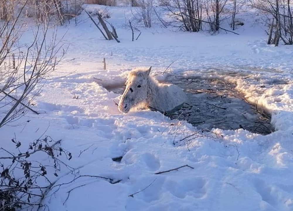 Под Челябинском лошадь едва не утонула в ледяной воде 