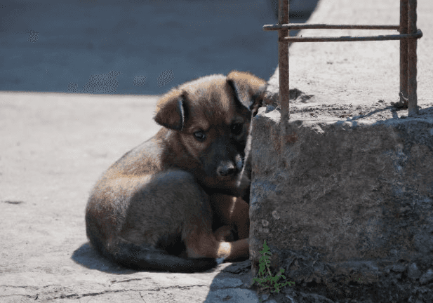 Бродячие собаки терроризируют школьников в Екатеринбурге 