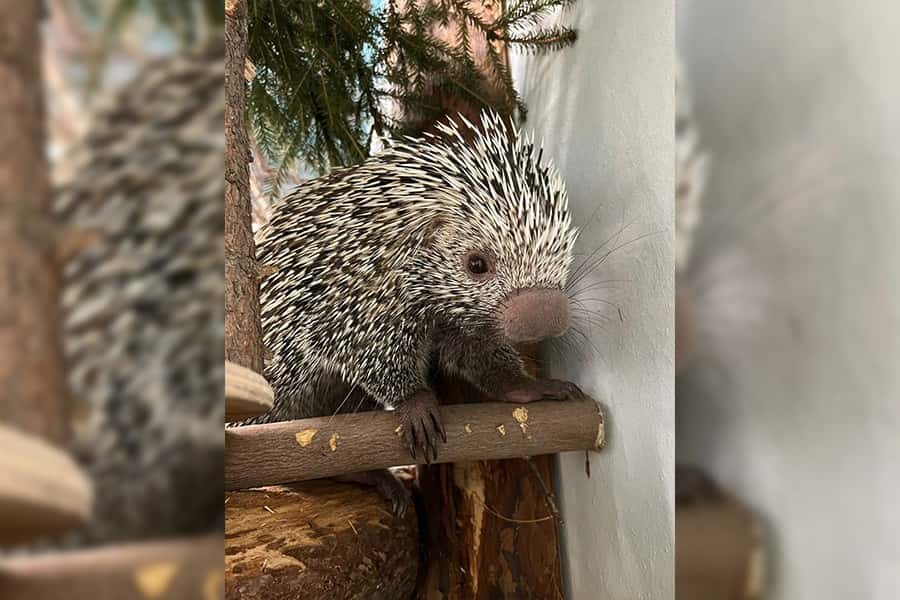 В зоопарк Екатеринбурга приехала пара цепкохвостых дикобразов 