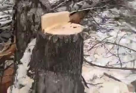 Звонок миллиардеру — кто остановил вырубку в Екатеринбурге берёзовой рощи