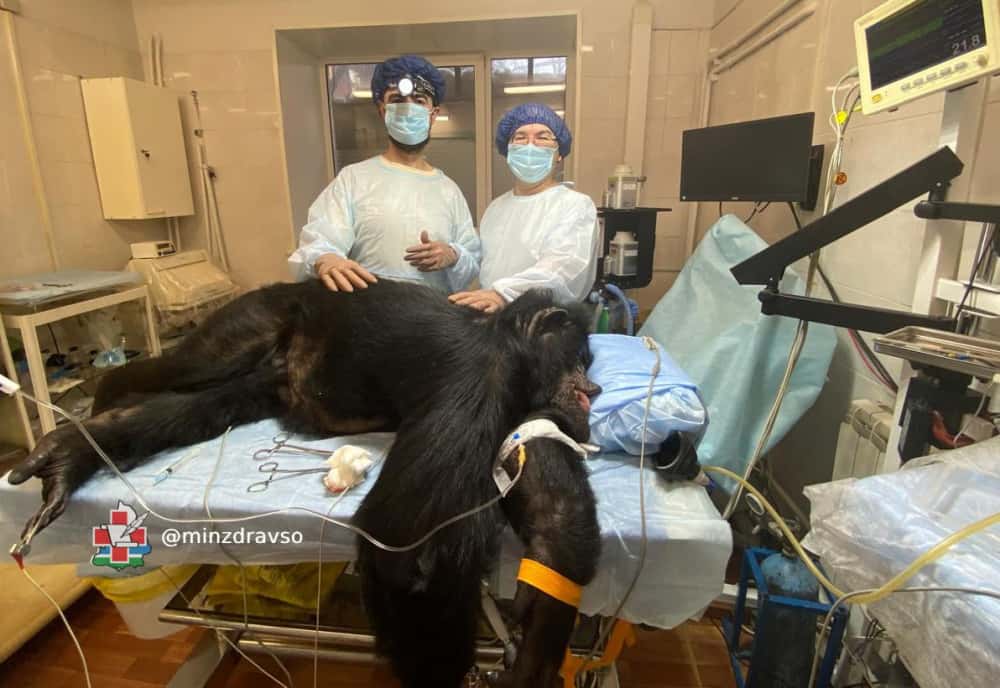 Уральские врачи избавили шимпанзе Марту от опухоли 