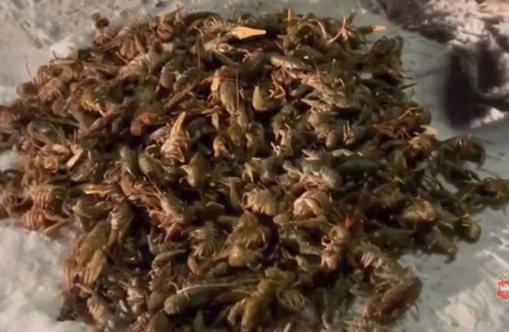 Из челябинского памятника природы выловили 422 рака 