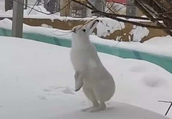 В центральном парке Перми поселился заяц 