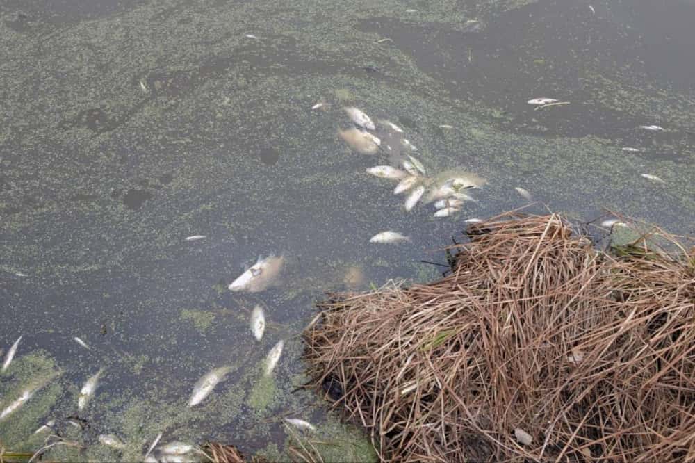 В окрестностях Нижнего Тагила произошла массовая гибель рыбы 