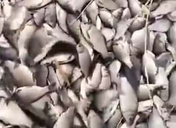 В Курганской области массово погибла рыба 