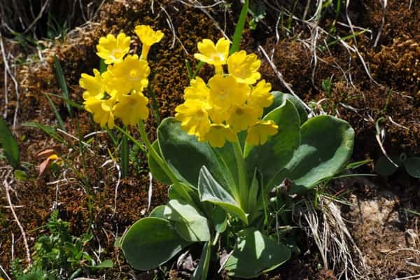 Иммунолог объяснил, что делать аллергикам в период цветения 