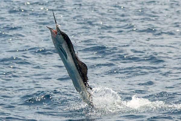 Ограничения на рыбную ловлю в Свердловской области ввели из-за нереста