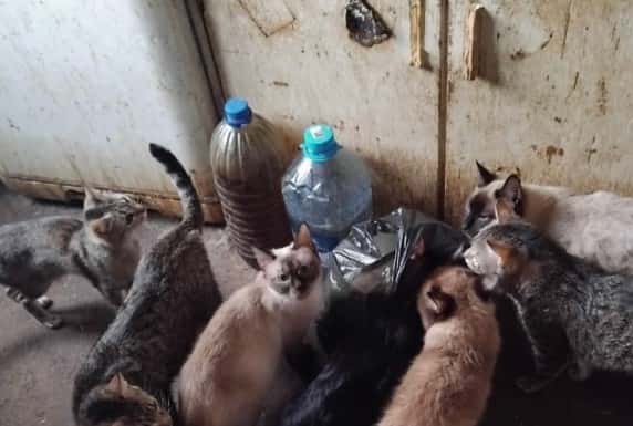 Липкий пол и моча с фекалиями: в квартире на Урале обнаружили около 100 кошек