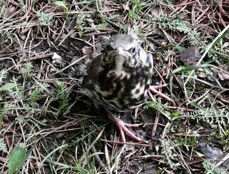 «От птенцов просто отойдите!» – настоятельно рекомендуют туристам в нацпарке «Таганай»