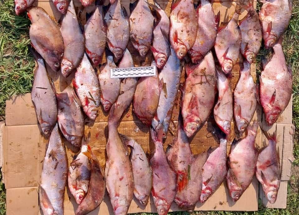 В Перми поймали двоих браконьеров, ловивших рыбу сетью 