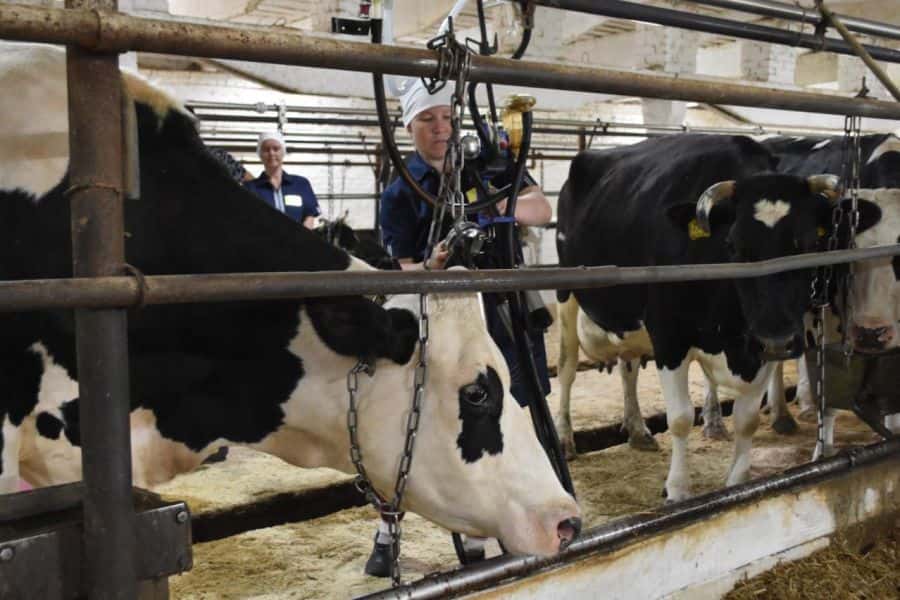 120 млн рублей выделено на Урале для создания комплексов животноводства