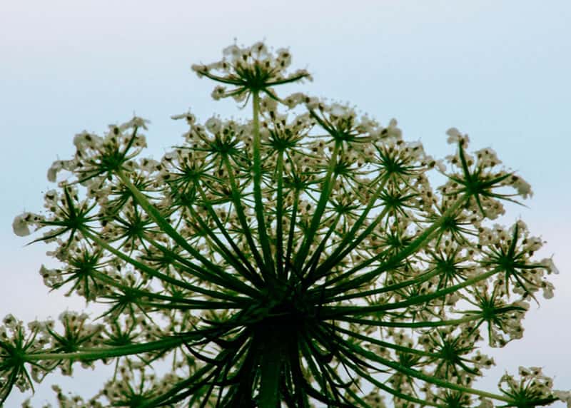 Химик Дорохов назвал способ убрать борщевик с участка 