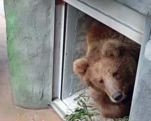 Самолёт Алма-Ата — Екатеринбург доставил на Урал двоих медведей 