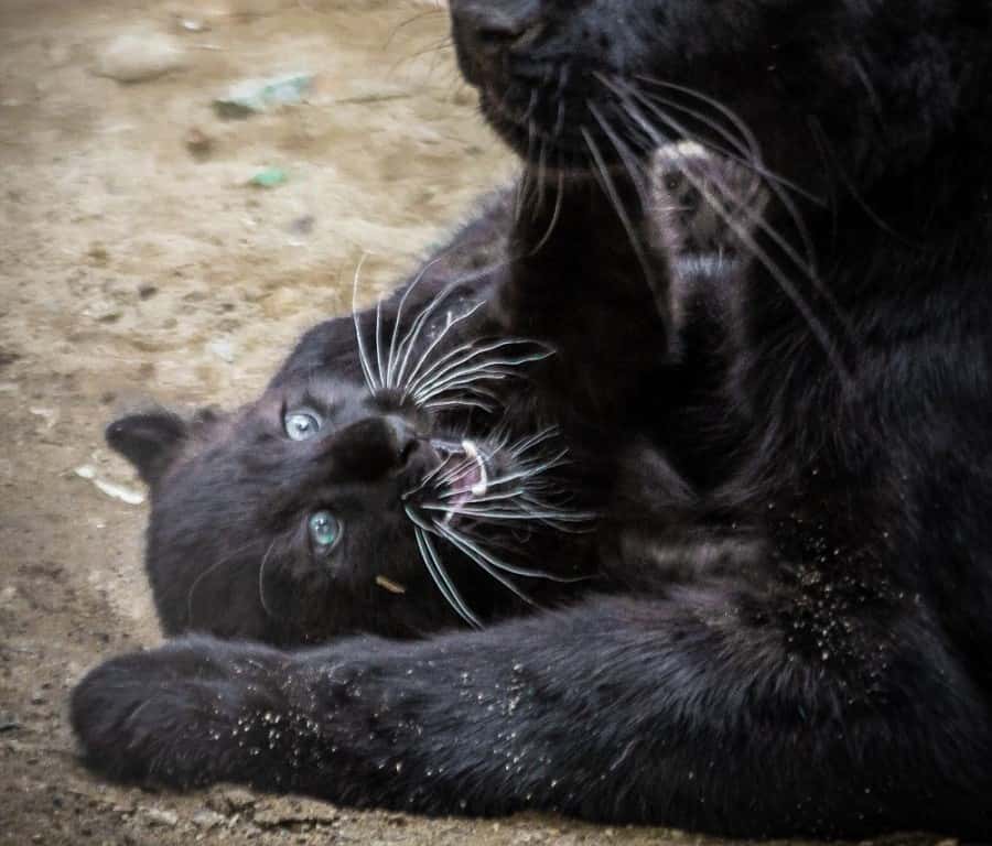 Чёрная пантера появилась на свет в Екатеринбургском зоопарке 